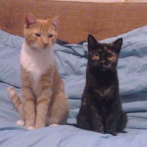 Meet your Posher, Susan